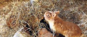 Und täglich grüßen Hamster, Meerschwein und Kaninchen. Wo früher Schreibmaschinen klickten, fühlen sich heute die Kleintiere des Potsdamer Tierschutzvereins wohl. In Rehbrücke warten sie und zahlreiche Katzen auf eine neue Familie.