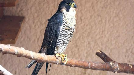 Verletzt. Der Wanderfalke aus Sachsen-Anhalt hält die Tierschützer in Berlin und Brandenburg weiter auf Trab. Nun soll er in ein spezielles Freifluggehege nach Brandenburg umziehen.