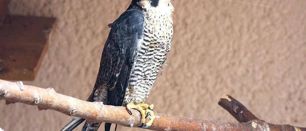Verletzt. Der Wanderfalke aus Sachsen-Anhalt hält die Tierschützer in Berlin und Brandenburg weiter auf Trab. Nun soll er in ein spezielles Freifluggehege nach Brandenburg umziehen.
