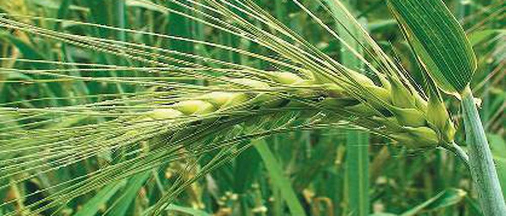 Herausforderung. Nahrungsmittelprodukte brauchen immer mehr Wasser.