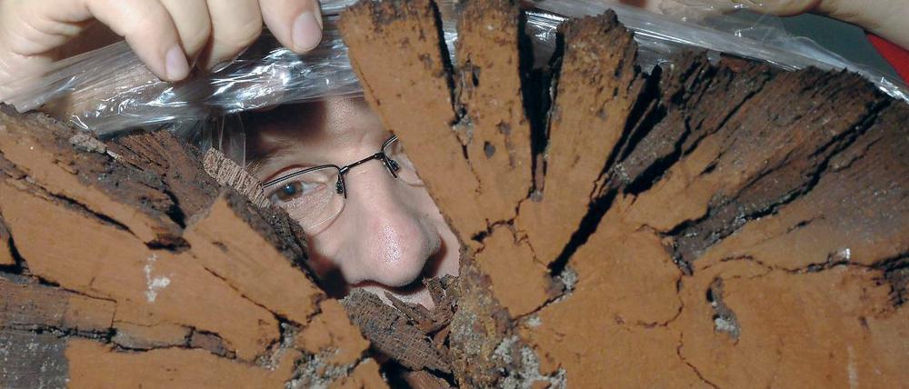 Wichtiger Fund. Pfarrer Helmut Kautz mit dem alten Holzbalken.