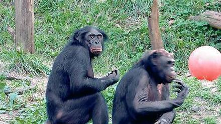 Wie die Affen? Bonobo-Affen sind bekannt für ihren Paarungstrieb. 