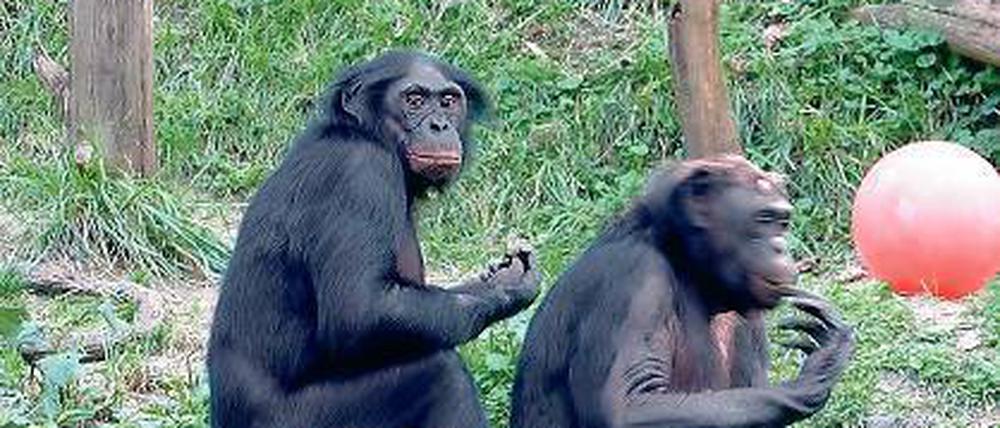 Wie die Affen? Bonobo-Affen sind bekannt für ihren Paarungstrieb. 