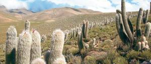 Im Kakteenwald. Auf Kakteensuche nahe der bolivianischen Grenze.