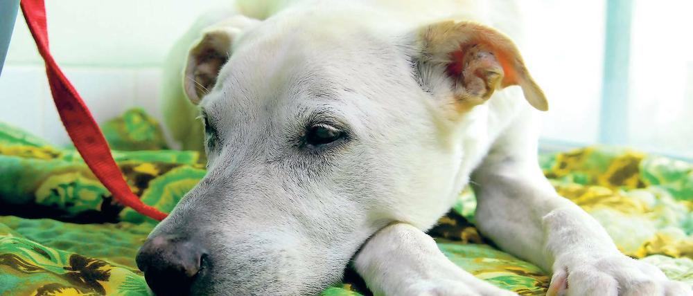 Herrenlose Tiere. Bisher werden sie von Potsdam ins Pfötchenhotel Beelitz gebracht.