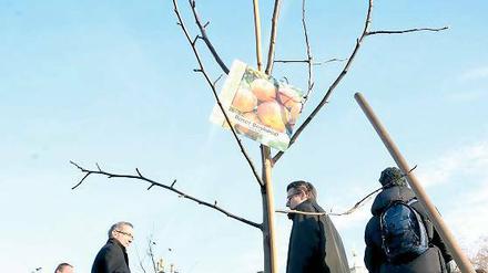 Nun kann er wachsen: Regierungschef Platzeck pflanzte einen Apfelbaum in die Erde des einst königlichen Weinbergs.