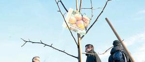 Nun kann er wachsen: Regierungschef Platzeck pflanzte einen Apfelbaum in die Erde des einst königlichen Weinbergs.