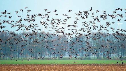Ohne Orientierung. Jährlich rasten Hunderttausende Wildgänse wie hier bei Wriezen (Märkisch-Oderland) auf ihrem Weg in den Süden im Land Brandenburg. Wegen des dichten Nebels in der Nacht zu Freitag verloren offenbar viele Tiere die Orientierung und landeten in Panik auf Straßen und Autobahnen im Land. Es kam zu mehreren Unfällen.