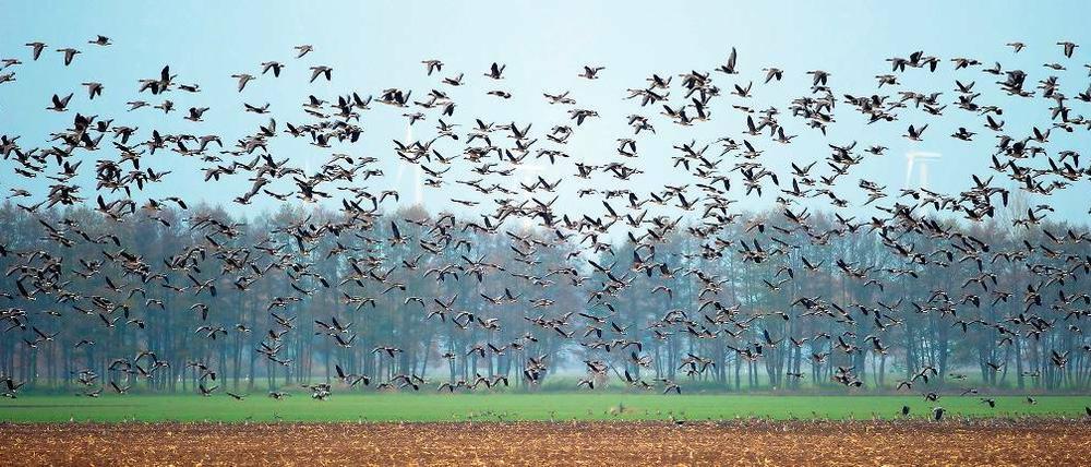 Ohne Orientierung. Jährlich rasten Hunderttausende Wildgänse wie hier bei Wriezen (Märkisch-Oderland) auf ihrem Weg in den Süden im Land Brandenburg. Wegen des dichten Nebels in der Nacht zu Freitag verloren offenbar viele Tiere die Orientierung und landeten in Panik auf Straßen und Autobahnen im Land. Es kam zu mehreren Unfällen.