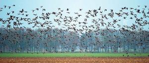 Ohne Orientierung. Jährlich rasten Hunderttausende Wildgänse wie hier bei Wriezen (Märkisch-Oderland) auf ihrem Weg in den Süden im Land Brandenburg. Wegen des dichten Nebels in der Nacht zu Freitag verloren offenbar viele Tiere die Orientierung und landeten in Panik auf Straßen und Autobahnen im Land. Es kam zu mehreren Unfällen.