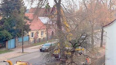 Kettensäge in Aktion. Seit Montag wird in der Eisenbahnstraße gefällt.