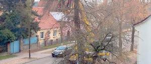 Kettensäge in Aktion. Seit Montag wird in der Eisenbahnstraße gefällt.