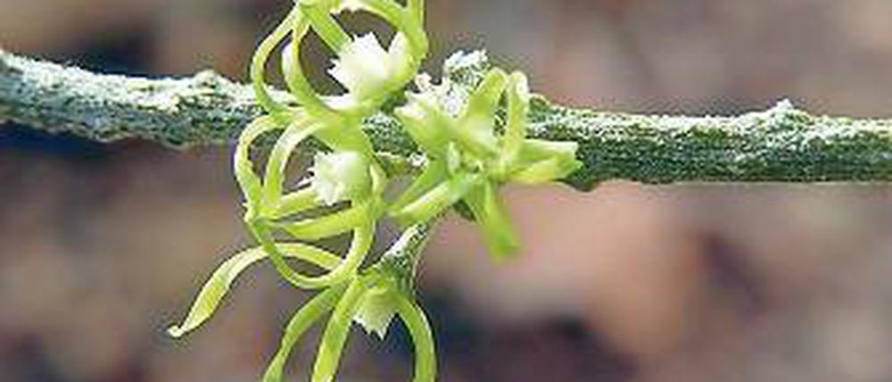 Ziemlich klein. Die Blüten des Hundswürgers sind eigentümlich geformt.