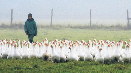 Noch schnattern sie glücklich. Martinsgänse gibt es derzeit überall - zum Anschauen oder Verkosten.