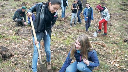 Junge Pflanzen unter Aufsicht. Laura und Elizabeth aus der siebten Klasse der Kreativen Gesamtschule in Potsdam-Waldstadt forsten auf dem Kahleberg ihren Schulwald mit zweijährigen Buchen wieder auf