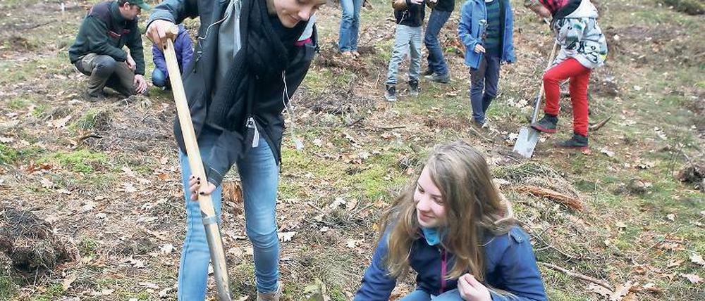 Junge Pflanzen unter Aufsicht. Laura und Elizabeth aus der siebten Klasse der Kreativen Gesamtschule in Potsdam-Waldstadt forsten auf dem Kahleberg ihren Schulwald mit zweijährigen Buchen wieder auf