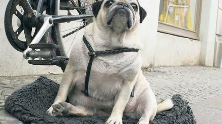 Hundeleben? Potsdams Haushaltslage ist angespannt. Stadtkämmerer Burkhard Exner (SPD) will mit einem 17-Punkte-Programm die Weichen für die Zukunft stellen. Unter anderem schlägt er vor, die Hundesteuer zu erhöhen.