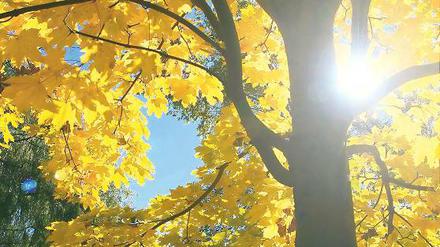 Sehnsuchtsort. Herbstglanz in der durchsonnten Luft an der Neustädter Havelbucht.