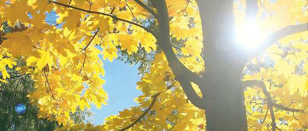 Sehnsuchtsort. Herbstglanz in der durchsonnten Luft an der Neustädter Havelbucht.