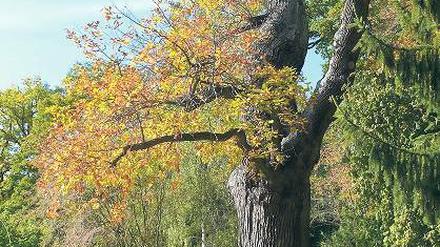 Steinalt. Auf 380 Jahre wird die Eiche im Paradiesgarten geschätzt.