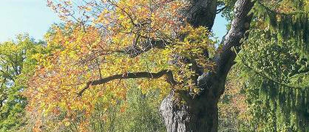 Steinalt. Auf 380 Jahre wird die Eiche im Paradiesgarten geschätzt.
