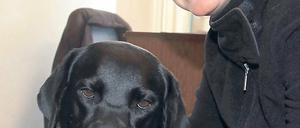 Kein Schoßhund. Labradorhündin Utah wollte für das Foto gar nicht recht posen. Ihre Aufgabe ist es, Stephanie Seidel an Baustellen und zugeparkten Übergängen vorbei sicher durch den Verkehr – und damit durch den Alltag – zu führen.