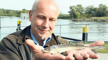Ab in die Havel: Jörn Geßner hielt vor dem Aussetzen einen Stör in der Hand.