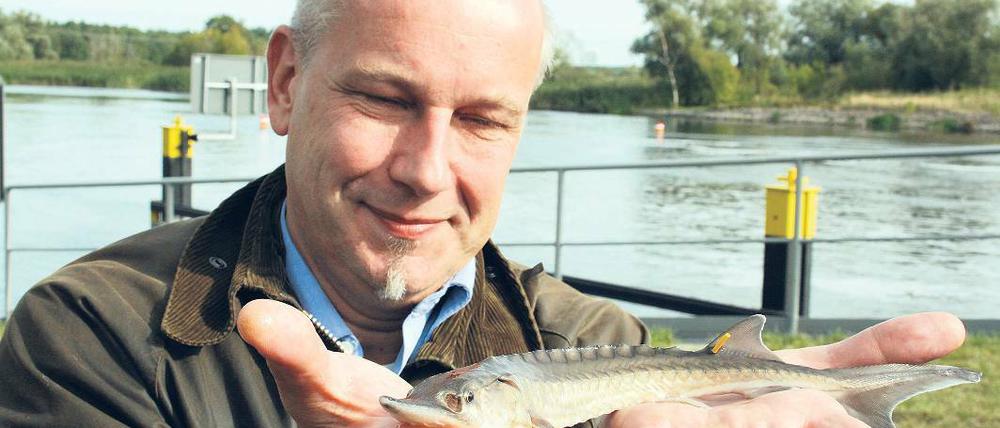 Ab in die Havel: Jörn Geßner hielt vor dem Aussetzen einen Stör in der Hand.