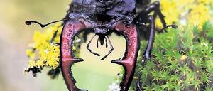 Vom Aussterben bedroht. Der Hirschkäfer ist das Insekt des Jahres 2012.