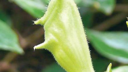 Wie ein kleines Fabeltier. Eine Knospe der Fledermaus-Sinningie.