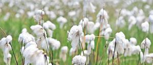 Unvermutete Idylle. Das Sonnentaufenn wurde seit 2009 saniert.