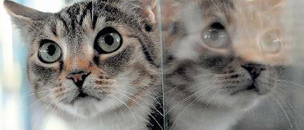 Was sieht es wohl, das Katzentier? Bei diesem Blick kann es sich nur um ein Verbrechen handeln. In „Katzenmond“ gibt es die entsprechenden Leichen dazu.