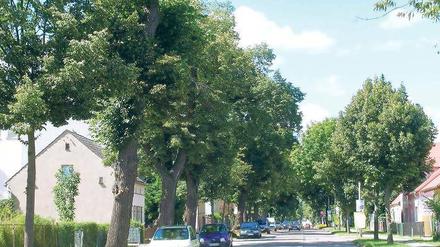 Grünes Tor zur Innenstadt. Cornelia Thömmes hat inzwischen sogar einen Protest-Blog ins Internet gestellt.