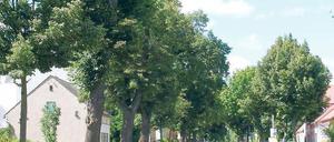 Grünes Tor zur Innenstadt. Cornelia Thömmes hat inzwischen sogar einen Protest-Blog ins Internet gestellt.