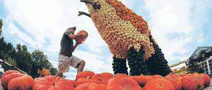 Bunte Urzeit. Aus 28 000 Kürbissen wurden in Klaistow zehn große Dinos gestaltet.
