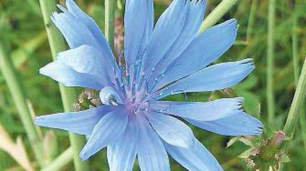 Bittere Blüte. Die Wegwarte (Cichorium intybus).