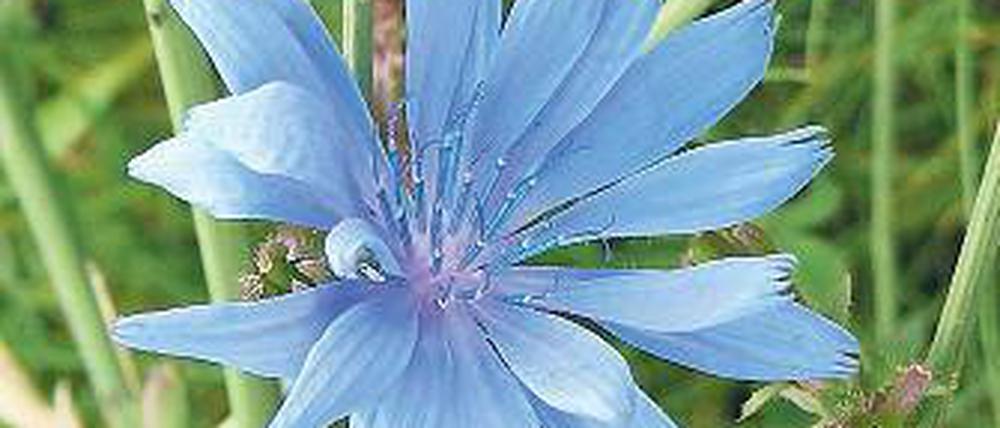 Bittere Blüte. Die Wegwarte (Cichorium intybus).