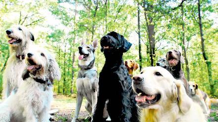Hunde für die Haushaltssicherung. Um Potsdams klamme Kassen zu sanieren, gibt es unter anderem den Vorschlag, die Hundessteuer zu erhöhen. Katzen zu besteuern, ist eine andere Idee. Bis Oktober können die Potsdamer nun über 40 Vorschläge aus dem Bürgerhaushalt abstimmen.