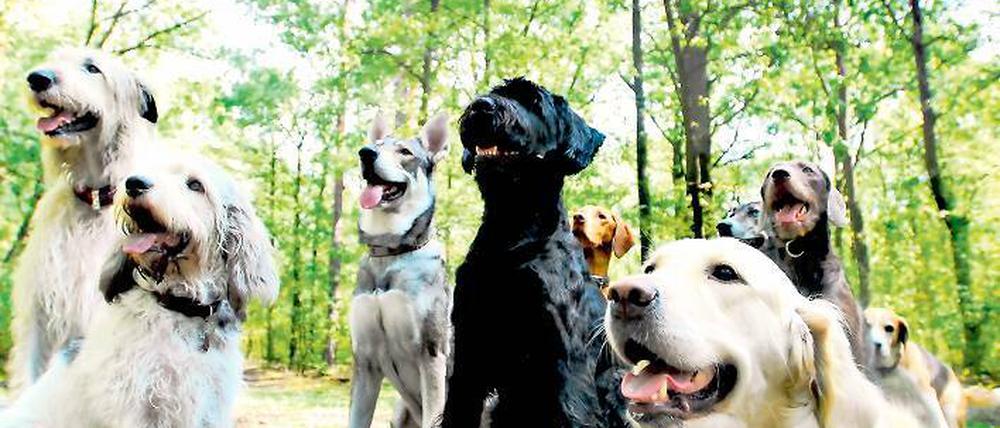 Hunde für die Haushaltssicherung. Um Potsdams klamme Kassen zu sanieren, gibt es unter anderem den Vorschlag, die Hundessteuer zu erhöhen. Katzen zu besteuern, ist eine andere Idee. Bis Oktober können die Potsdamer nun über 40 Vorschläge aus dem Bürgerhaushalt abstimmen.