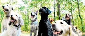 Hunde für die Haushaltssicherung. Um Potsdams klamme Kassen zu sanieren, gibt es unter anderem den Vorschlag, die Hundessteuer zu erhöhen. Katzen zu besteuern, ist eine andere Idee. Bis Oktober können die Potsdamer nun über 40 Vorschläge aus dem Bürgerhaushalt abstimmen.