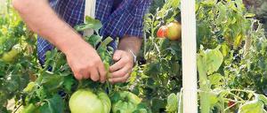 Pomodoro gigante. Walter Kassin auf seinem Tomatenacker.