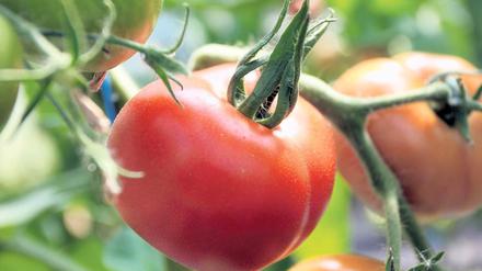 Geschockt. Tomaten reifen, nachdem sie einen Ethylenschock erhalten haben.