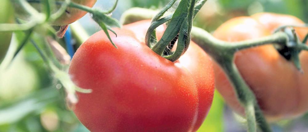 Geschockt. Tomaten reifen, nachdem sie einen Ethylenschock erhalten haben.