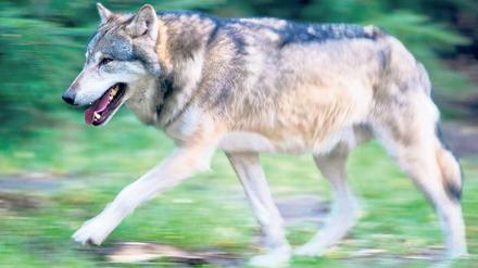 Sorgt für erhizte Gemüter: Der Wolf, hier im Wildpark Schorfheide.