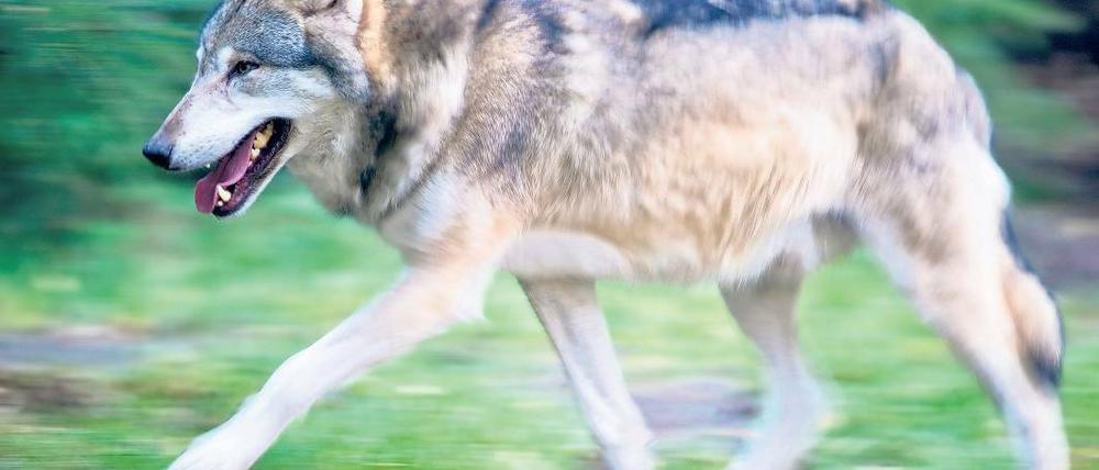 Sorgt für erhizte Gemüter: Der Wolf, hier im Wildpark Schorfheide.