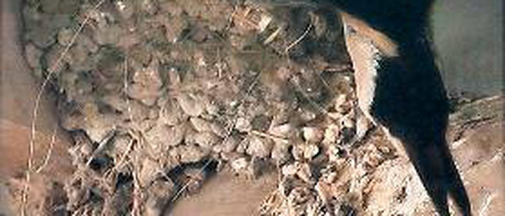 Hungrig. Schwalbenfamilie unterm Stalldach auf dem Florahof in Bornim.