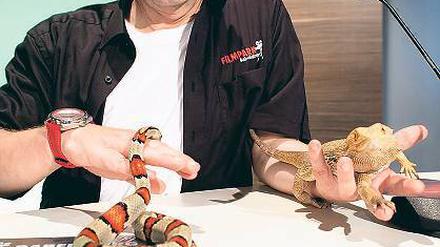 Königsnatter und Bartagame. Jörg Degner mit seinen Bühnenpartnern.