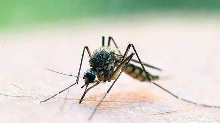 Unangenehm. Sommerzeit ist Mückenzeit. Um zu klären, welche Arten des blutsaugenden Insektes in Deutschland unterwegs sind, setzen Biologen auch auf Mithilfe aus der Bevölkerung. Unversehrt gefangene Mücken können zum Leibniz-Zentrum nach Müncheberg geschickt werden – oder beim Naturkundemuseum Potsdam abgegeben werden.