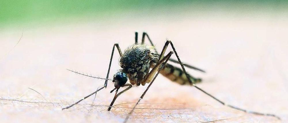 Unangenehm. Sommerzeit ist Mückenzeit. Um zu klären, welche Arten des blutsaugenden Insektes in Deutschland unterwegs sind, setzen Biologen auch auf Mithilfe aus der Bevölkerung. Unversehrt gefangene Mücken können zum Leibniz-Zentrum nach Müncheberg geschickt werden – oder beim Naturkundemuseum Potsdam abgegeben werden.