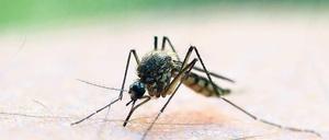 Unangenehm. Sommerzeit ist Mückenzeit. Um zu klären, welche Arten des blutsaugenden Insektes in Deutschland unterwegs sind, setzen Biologen auch auf Mithilfe aus der Bevölkerung. Unversehrt gefangene Mücken können zum Leibniz-Zentrum nach Müncheberg geschickt werden – oder beim Naturkundemuseum Potsdam abgegeben werden.